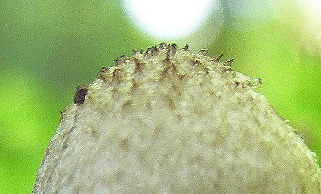 Psathyrella hirtosquamulosa   (Peck)   A. H. Smith